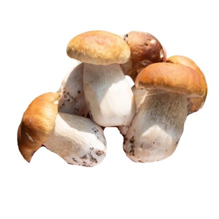Erdei Vargányagomba egész 6x1 kg