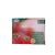 Ketchup Mini Senna 100*15gr/#